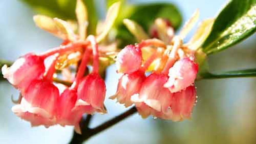 
        Bell-shaped peach blossoms on Ba Na Hills
                              