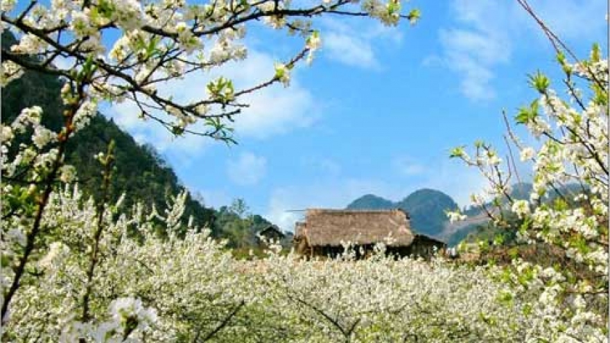 Incredibly colourful flower fields in Vietnam