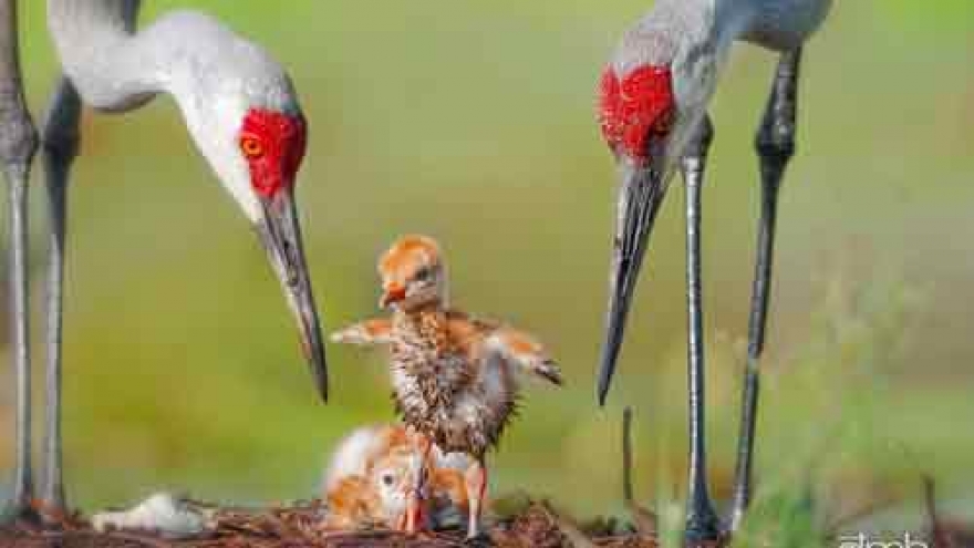 Wildlife photography exhibition opens in Hanoi