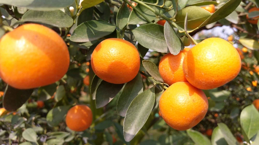 A tour around Tu Lien kumquat village in Hanoi