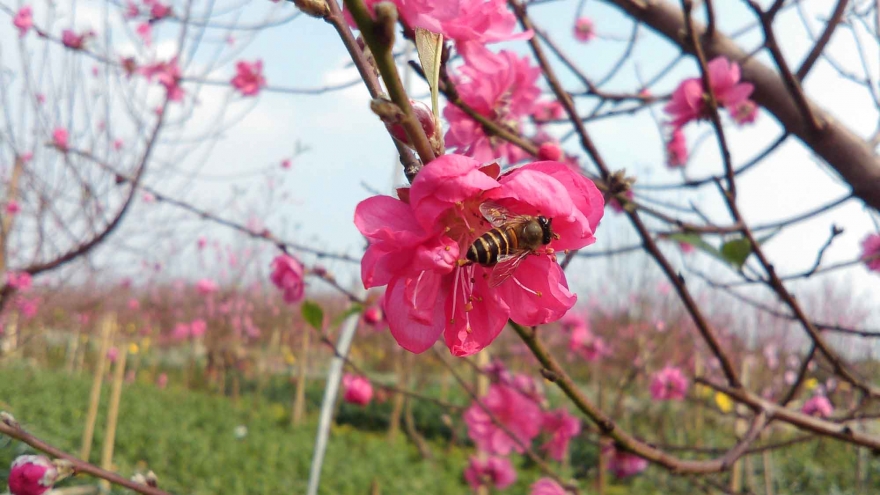 View spectacular peach blossoms in Nhat Tan Flower Village