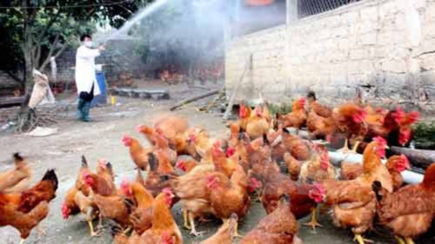 Localities asked to brace for potential avian flu during Tet