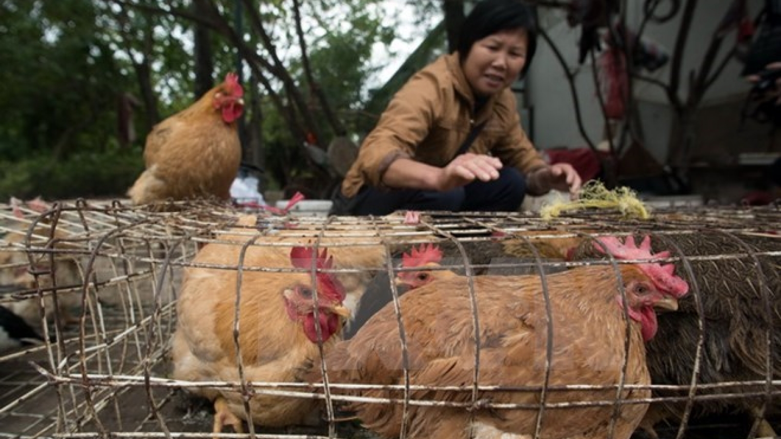 Vietnam proactive to prevent A/H7N9 avian flu