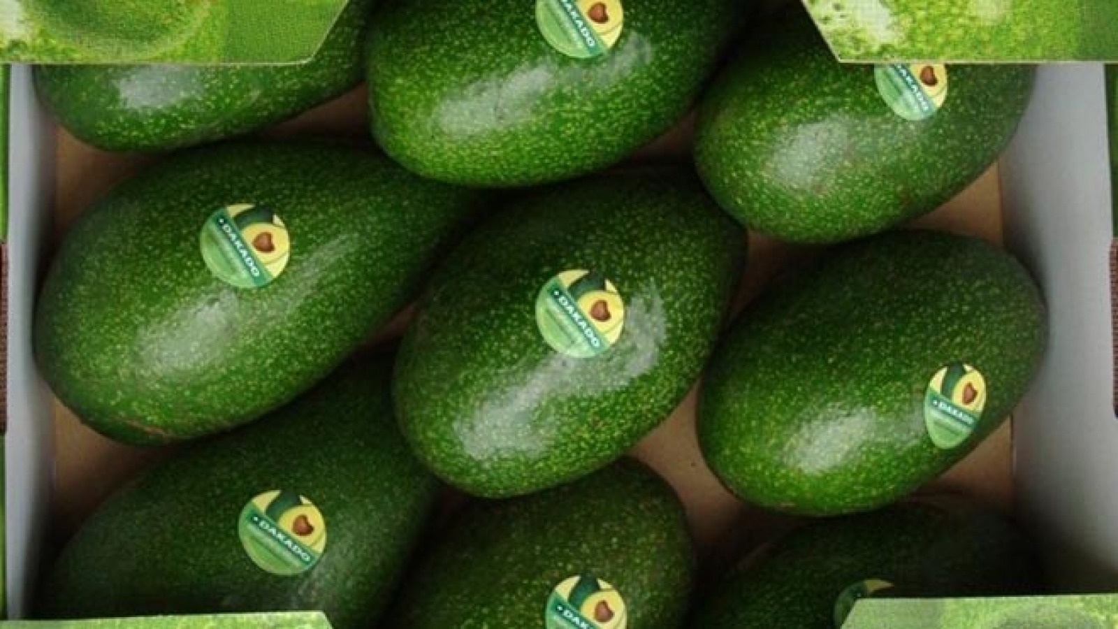 Dak Lak avocado targets world market