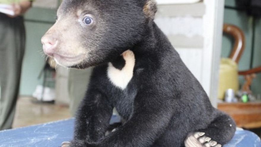 Bear cub saved, sent to Vietnam Bear Rescue Center 