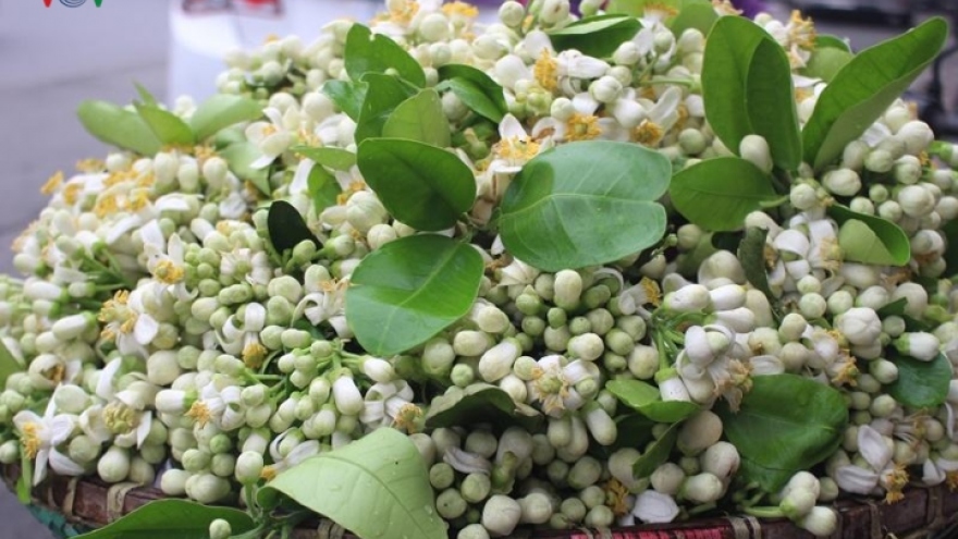 Hanoi filled with scent of grapefruit flowers