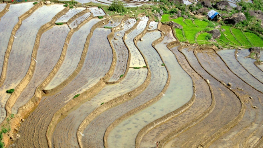 Stunning terraced rice fields in Lai Chau 
