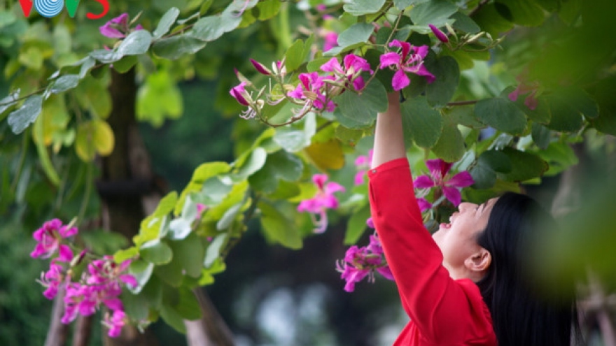 Ban flower brightens Hanoi streets