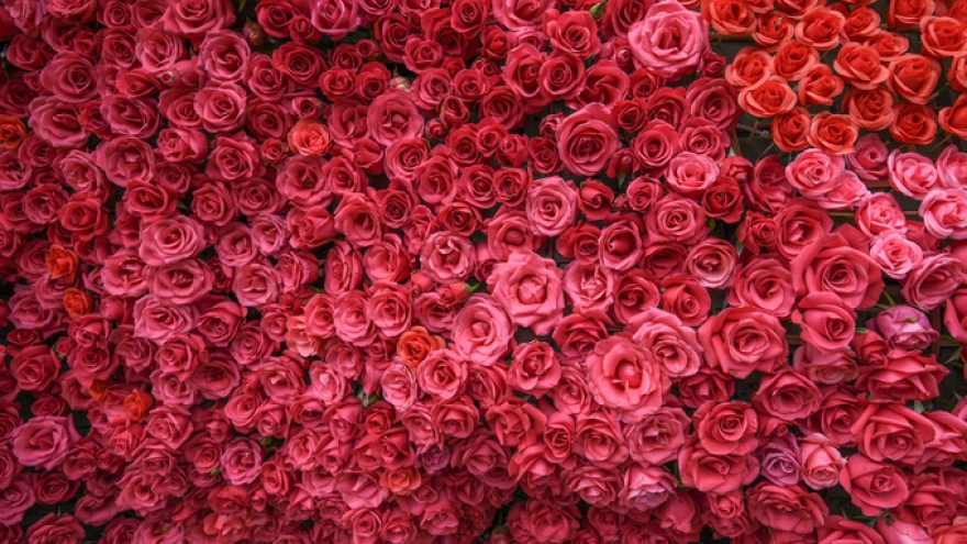 Vietnam’s largest rose garden in Ba Vi