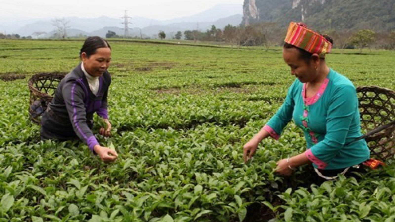 Soft loans in northwest region effective in poverty alleviation