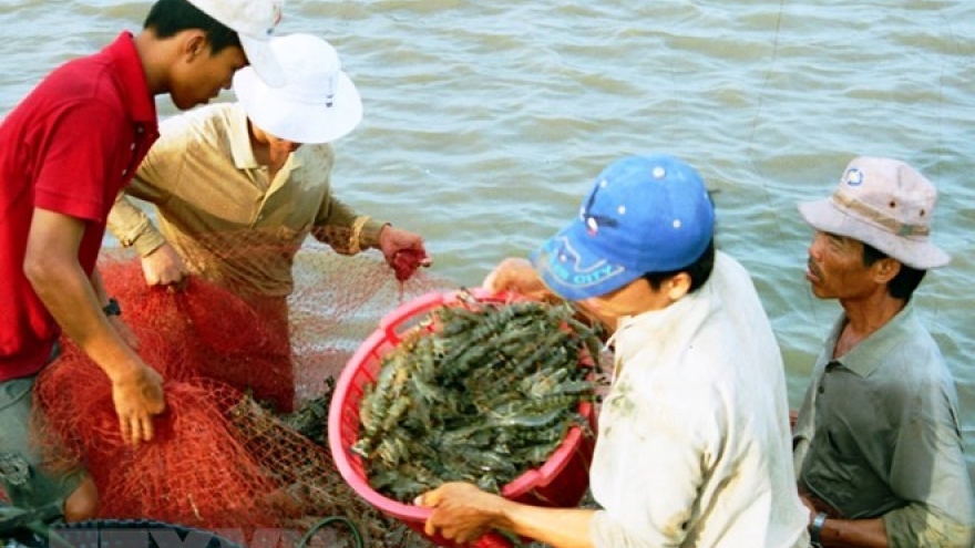 Israeli city seeks partnership importing Bac Lieu’s shrimps