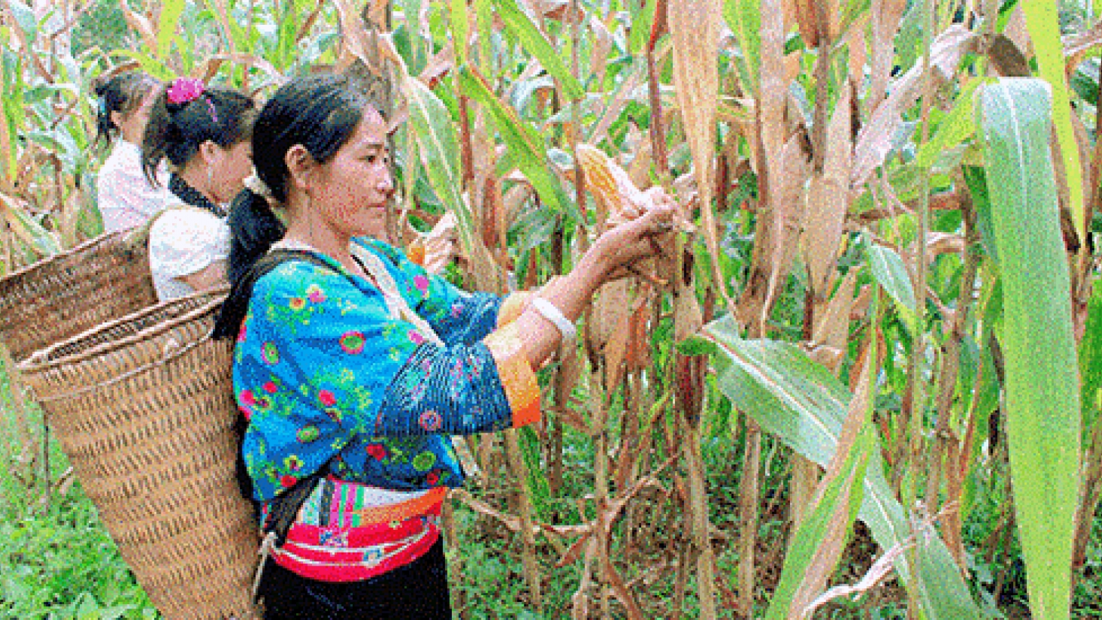 Bac Kan improves living conditions for ethnic minorities