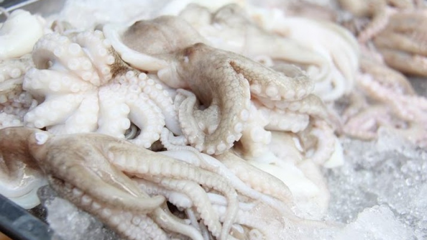 Upturn in cuttle-fish and octopus exports