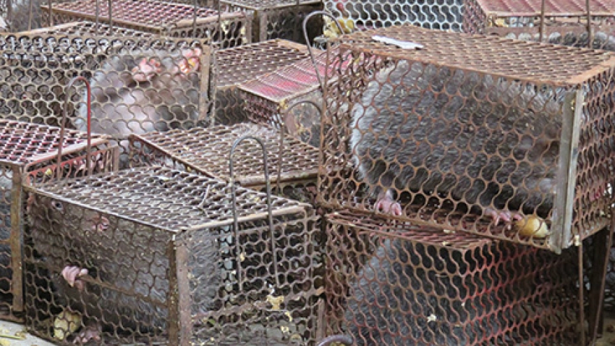 Police intercept restaurant supply, rescue dozens of bamboo rats