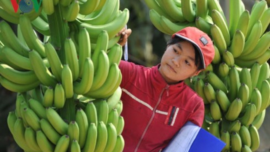 Vietnamese farm produce seeks path to Middle East