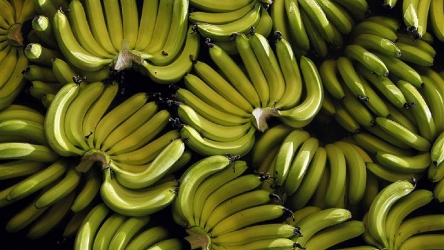 
        Hoang Anh Gia Lai to expand banana farming for China export
                              
