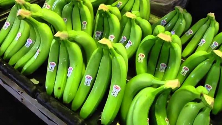 Vietnam expects to become world’s banana leading exporter