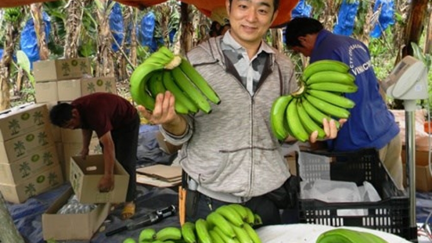 Price of export Vietnamese bananas soar following increased demand