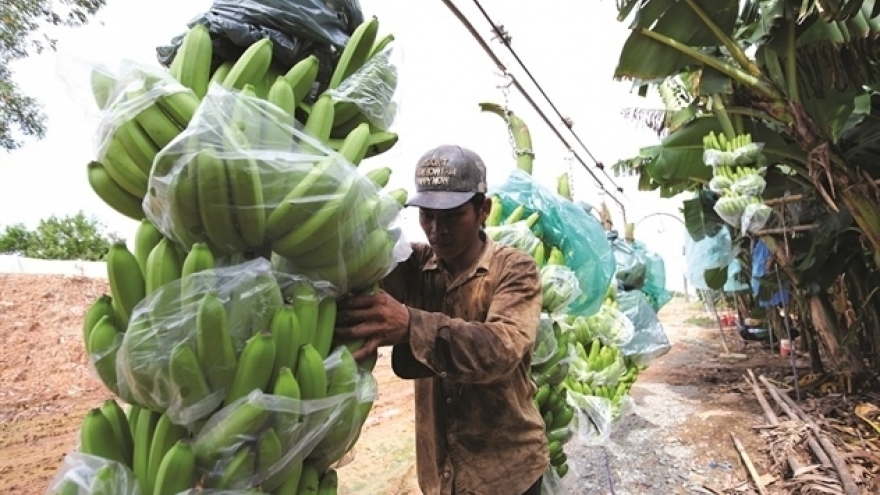 Vietnam's banana exports go up, join $17 billion glass bam market
