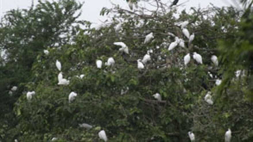 Bang Lang stork sanctuary in Can Tho city