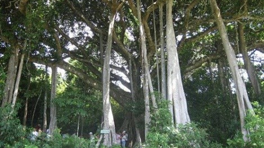 Ancient banyan tree lures visitors to Quang Ngai