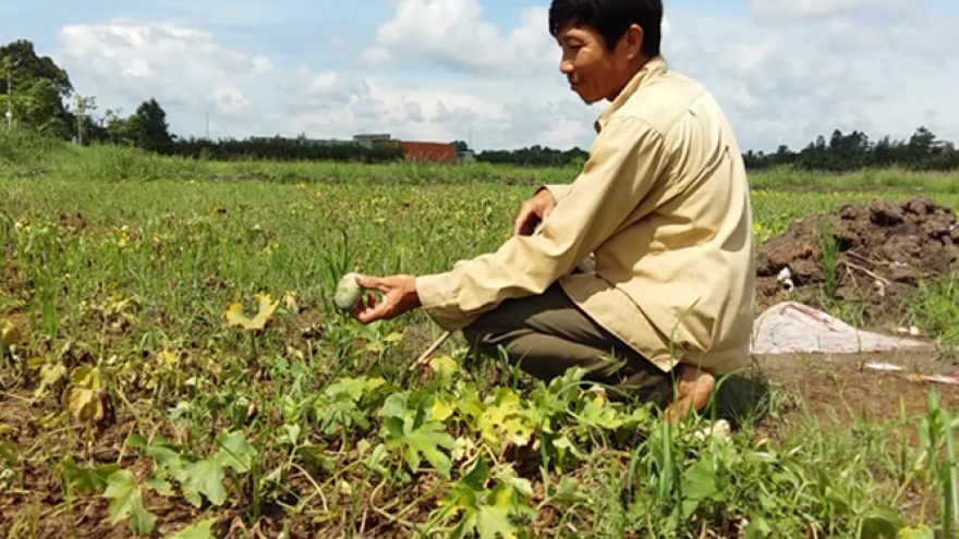 Agricultural insurance –major policy to support farmers, rural areas