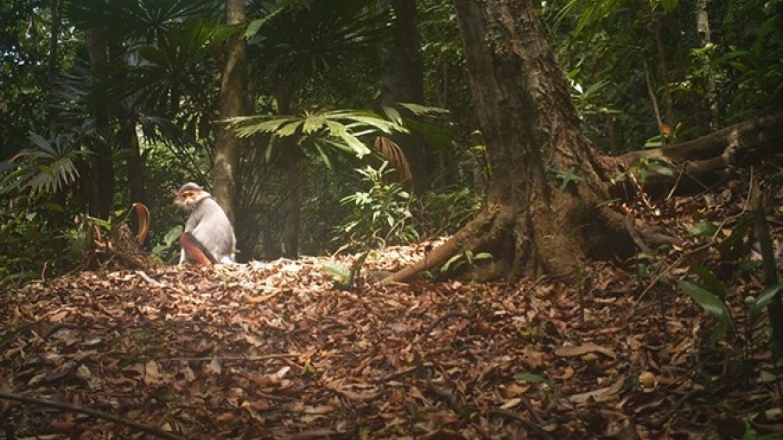 Camera traps snap endangered species