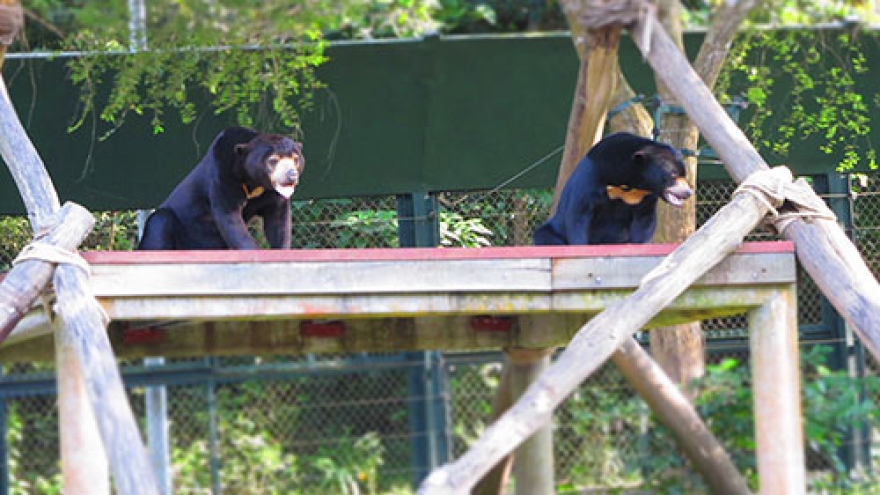 Moon bears brought to mainland from remote island