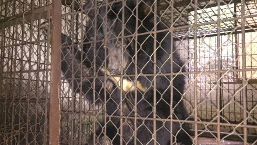 Moon bear rescued in Vietnam after being caged for over a decade