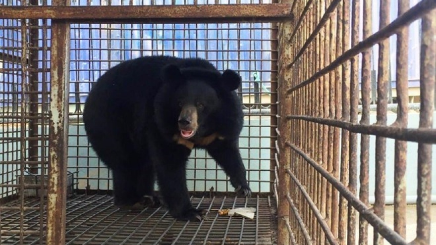 Thousands of Hanoians call for end to bear farming