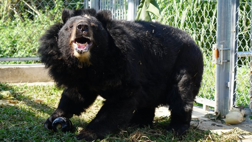 Bear conservation centre in Ninh Binh saves bile bears