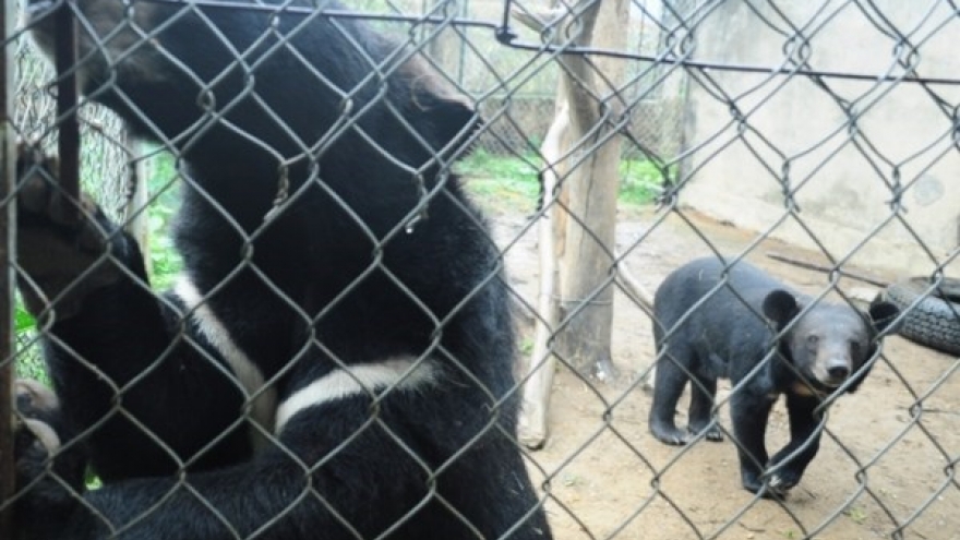 Vietnam works to end bear bile farming