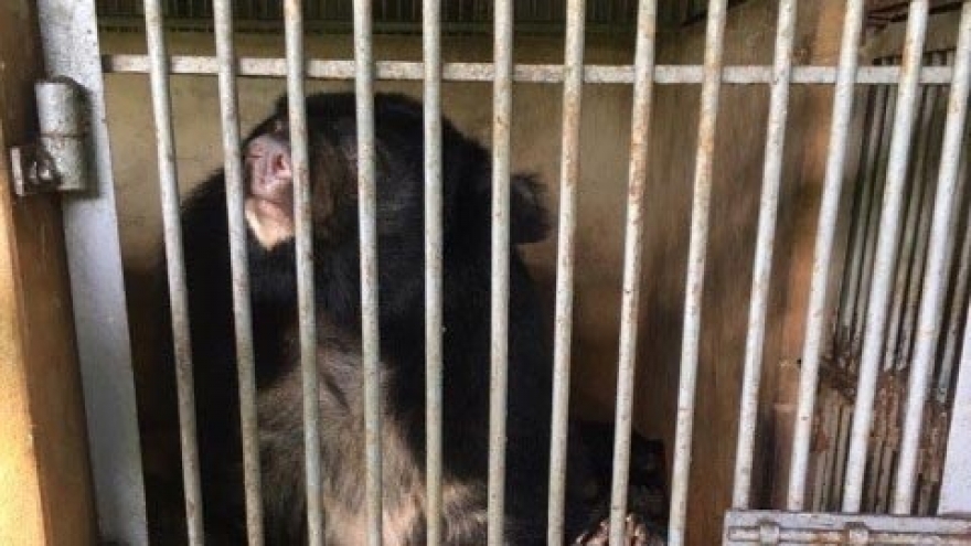 More Tibetan bears sent to rescue centre