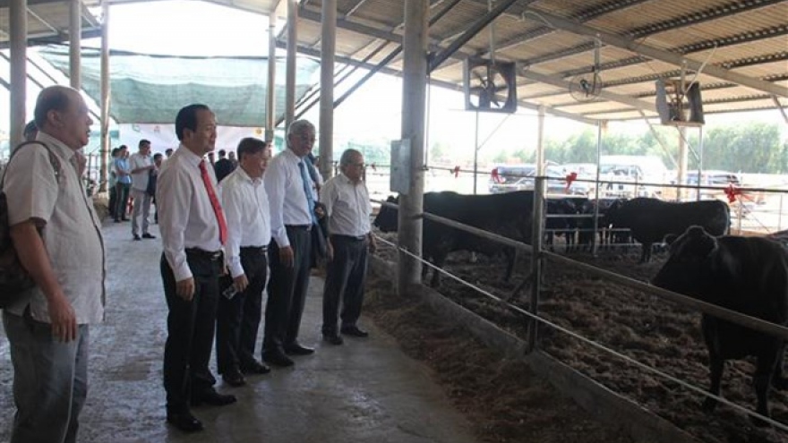 Vietnamese, Japanese firms partner up to produce Wagyu beef