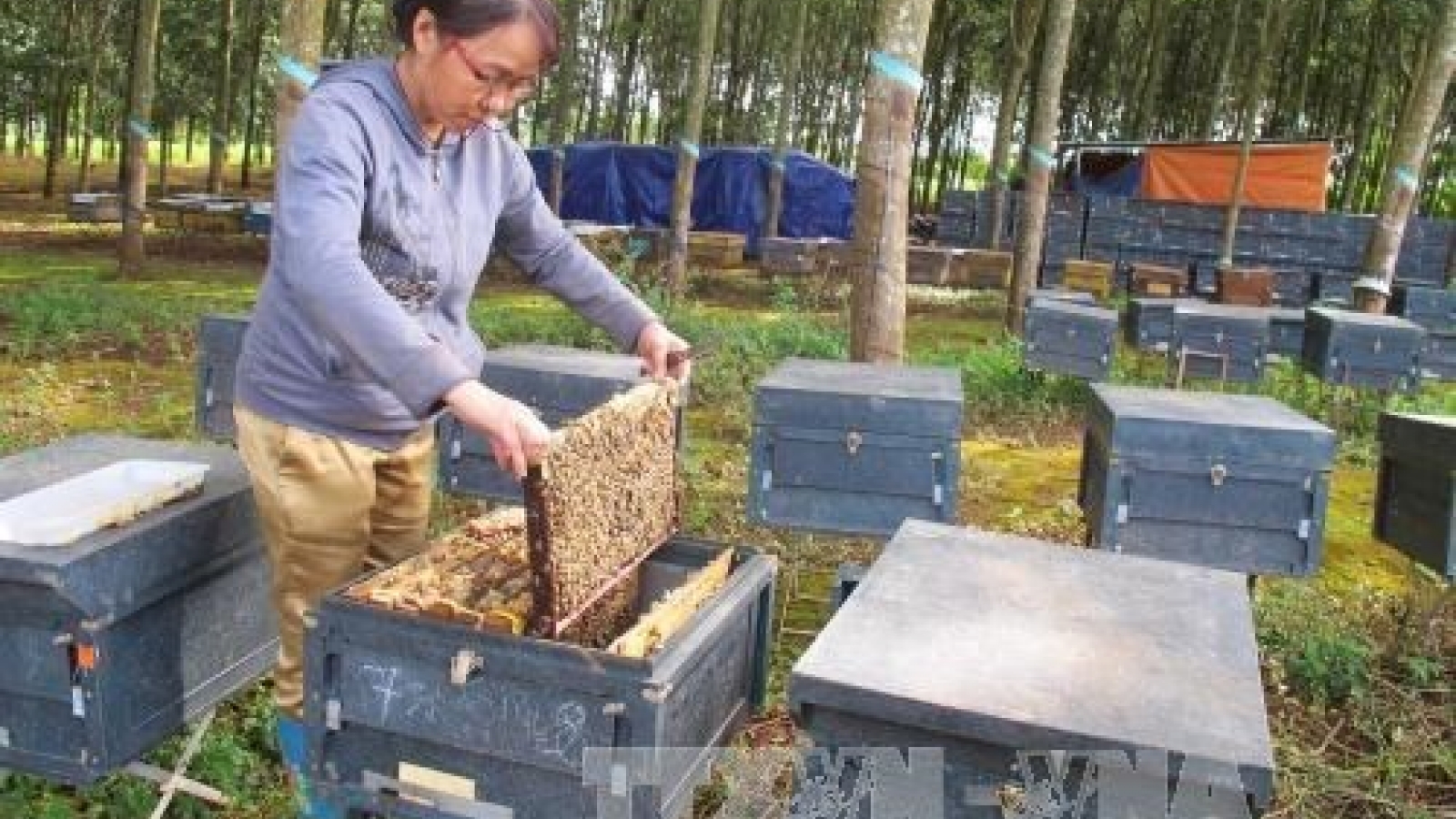 Ways sought to boost honey exports to EU
