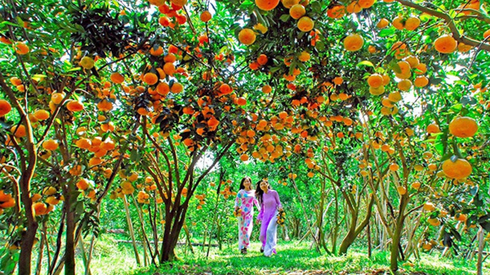 Ben Tre Province culture, tourism week opens Aug. 29