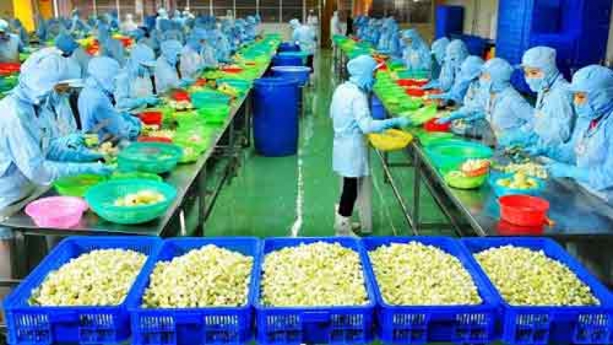 Factory processing fruit for export launched in Ben Tre