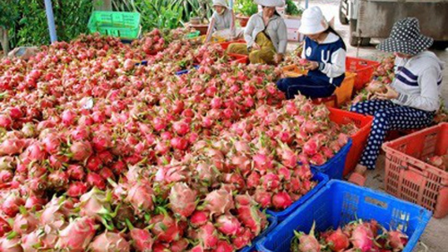 Binh Thuan to strictly handle illegal Chinese dragon fruit traders