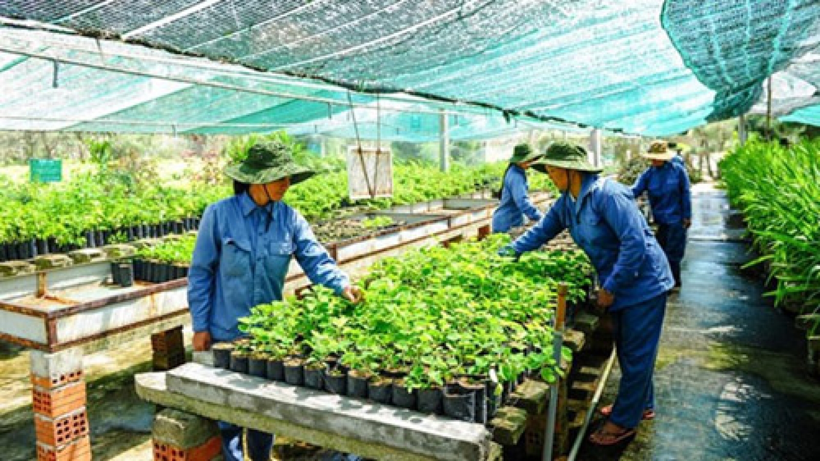 Vietnam needs safe herbal products