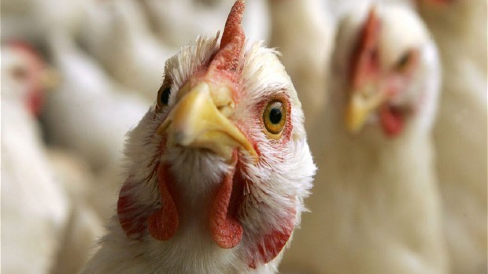 Vietnam on high alert of avian influenza virus intrusion