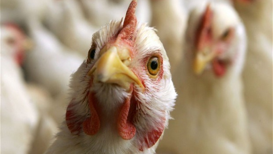 Vietnam on high alert of avian influenza virus intrusion