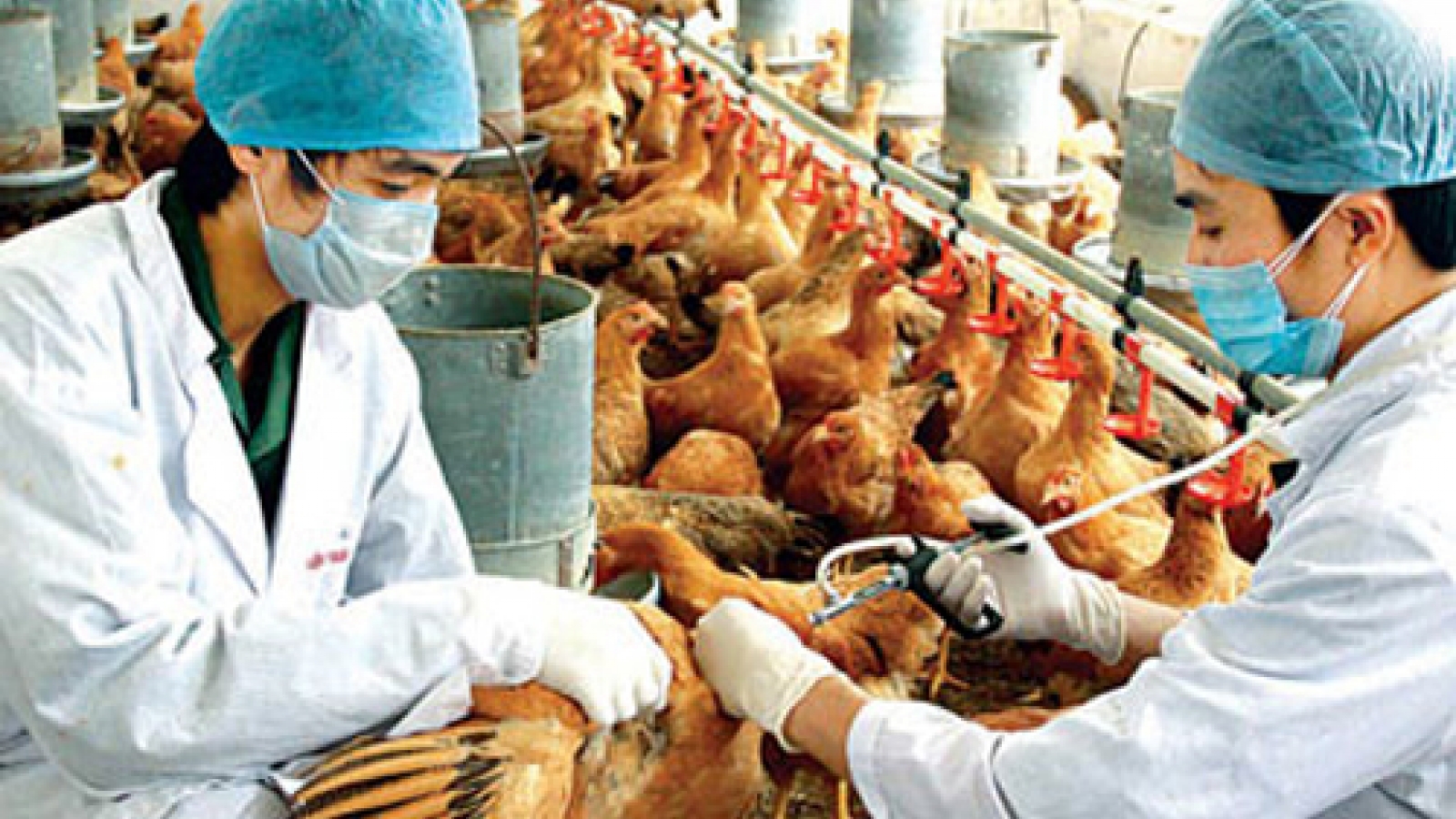 Bird flu expands in Vietnam, striking 2 more provinces 