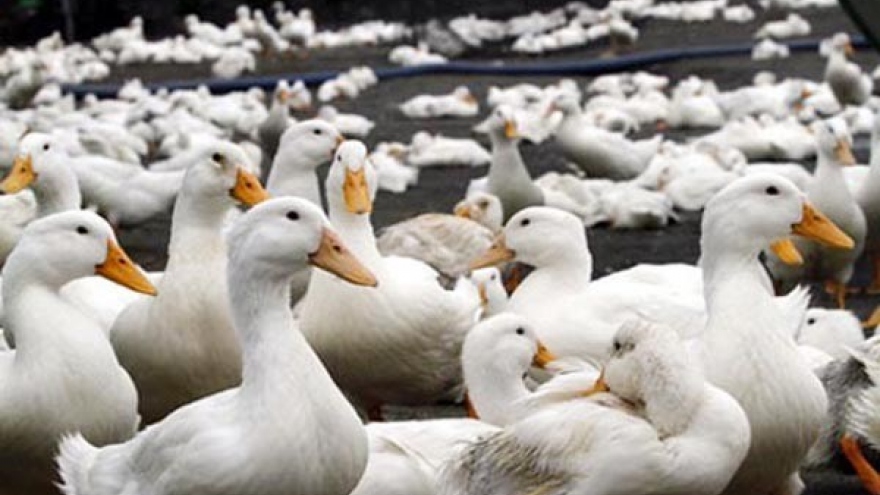 399 districts identified as high risk areas for bird flu
