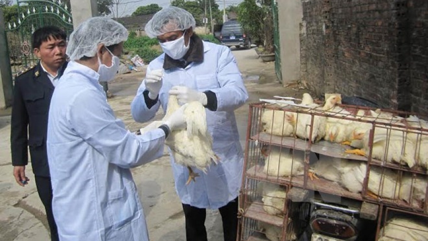 Health sector urges vigilance for bird flu outbreaks during Tet
