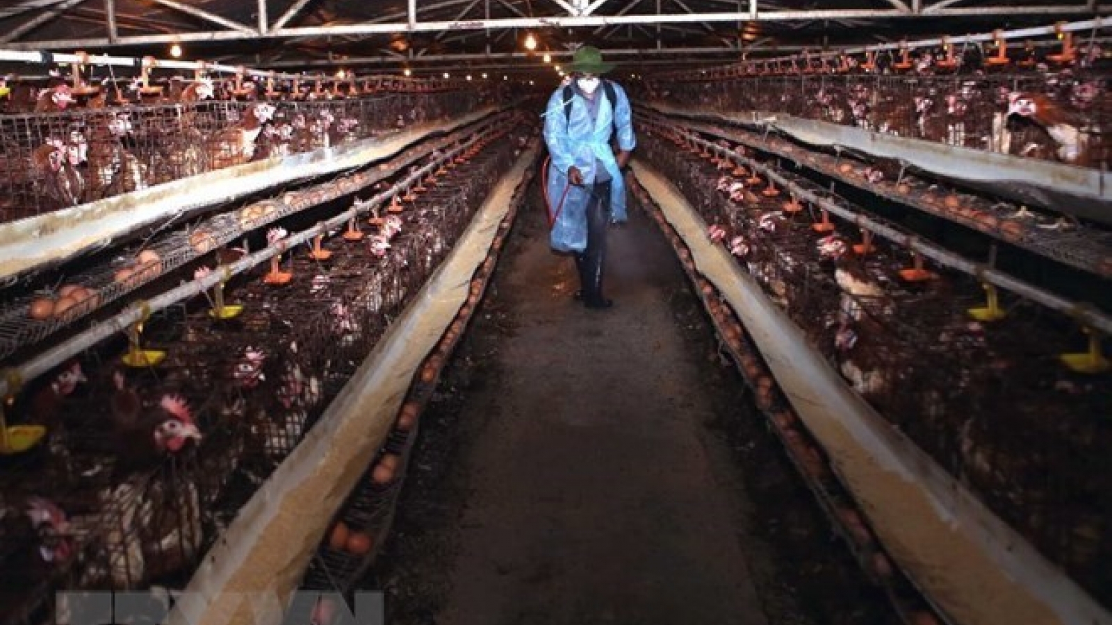 Animal health agency warns of possible new bird flu outbreaks
