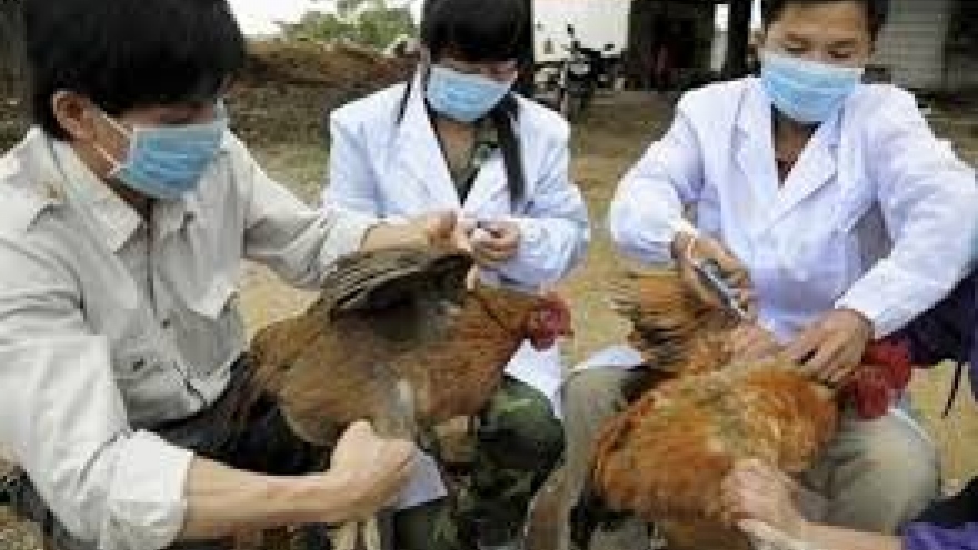 Bird flu continues to flare up in Vietnam