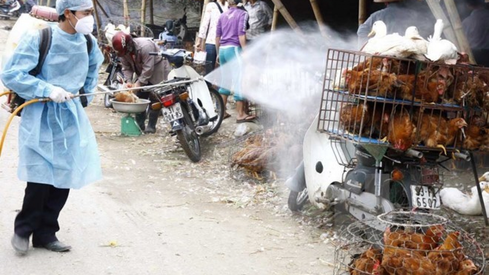 Ministry launches national bird flu control programme
