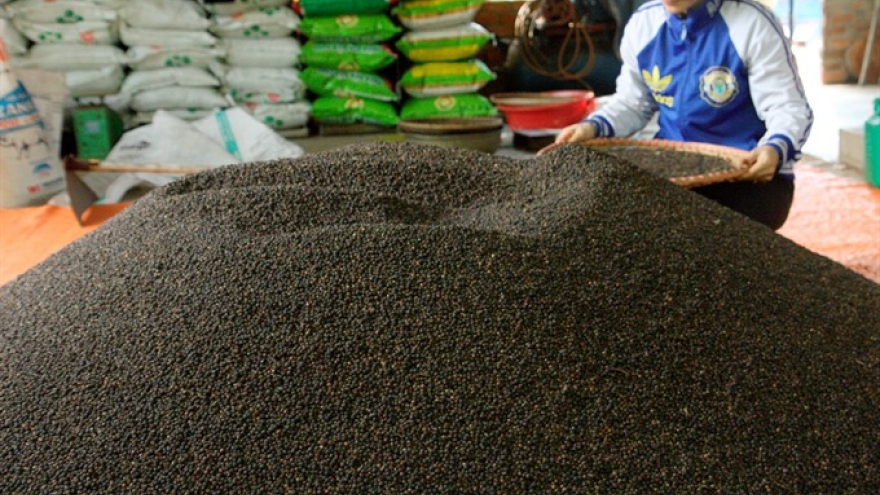 Prices of Vietnam black pepper drop