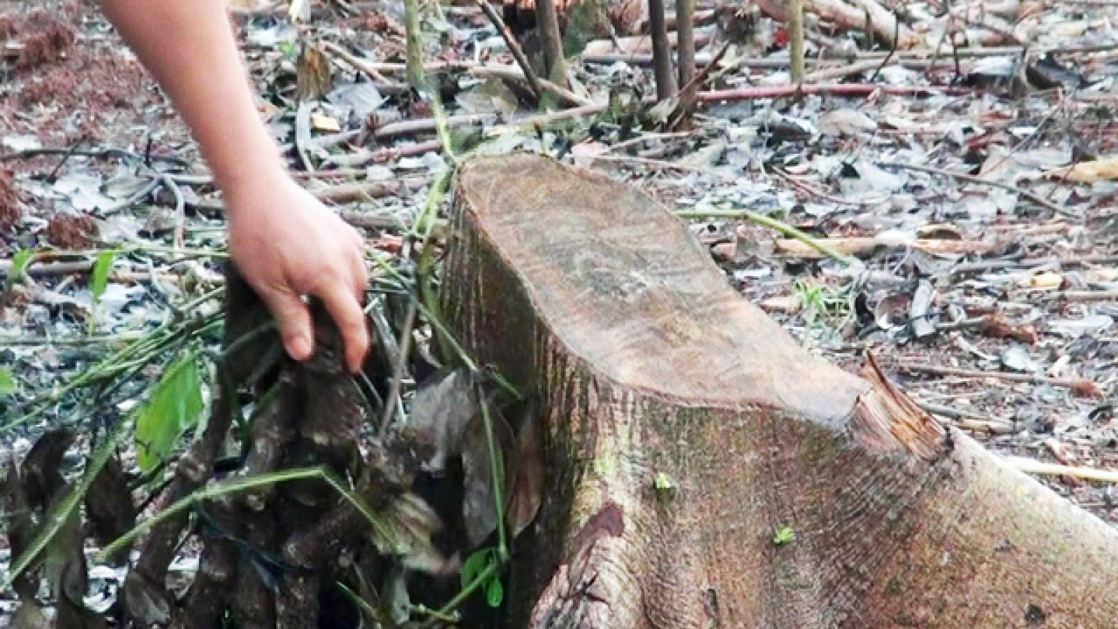 Vietnamese province warns growers against selling black-pepper roots