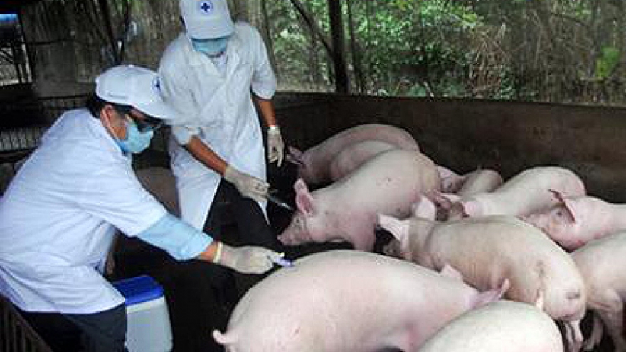 Long An, Quang Nam free of blue ear pig disease